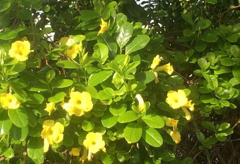 Tropical Breeze Apartments