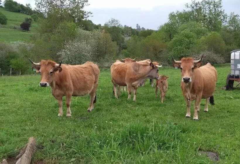 Hostelli Casona De Miyares   La Figar