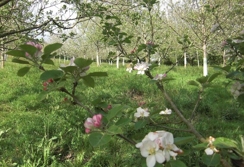 Hostal Casona De Miyares   La Figar