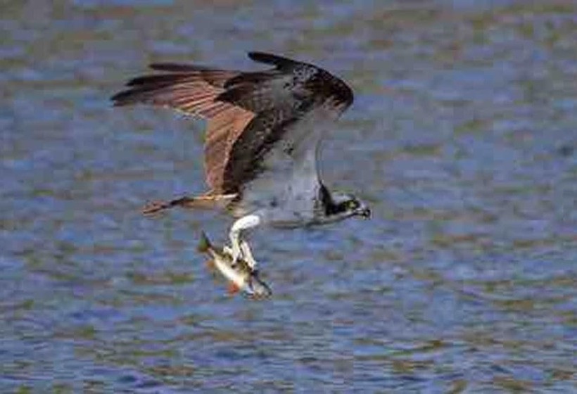 A Fairytale Thatched Highland Cottage