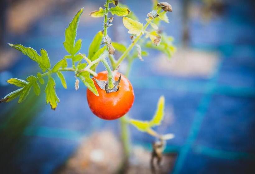 Vila Fuzeta Bed & Breakfast