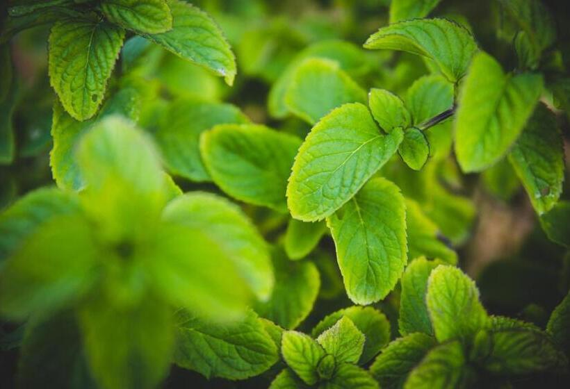 Vila Fuzeta Bed & Breakfast