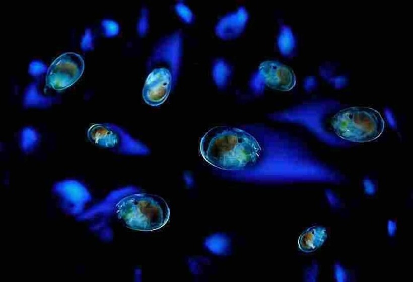 فندق Yuhikaigan Shokaku