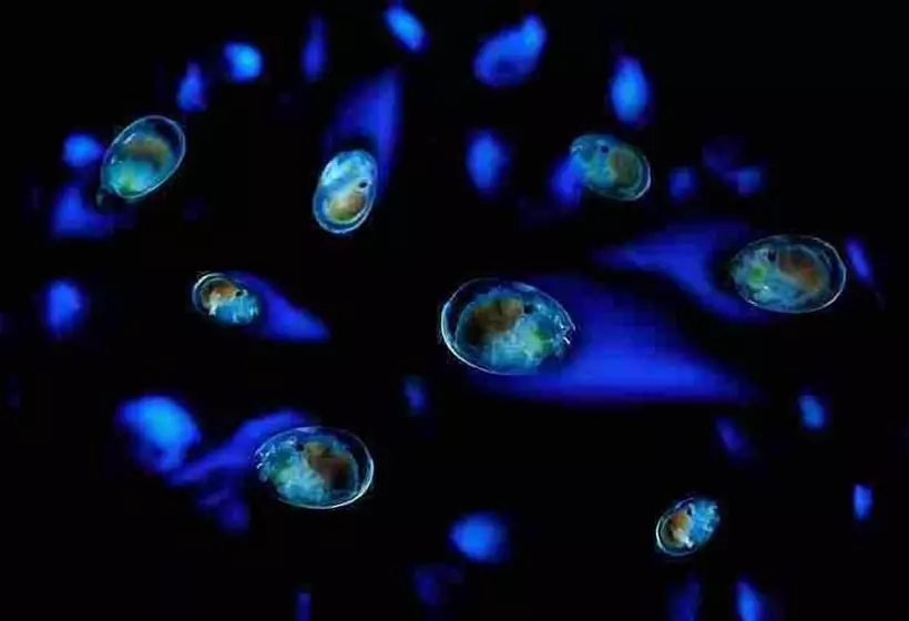 Hotelli Yuhikaigan Shokaku