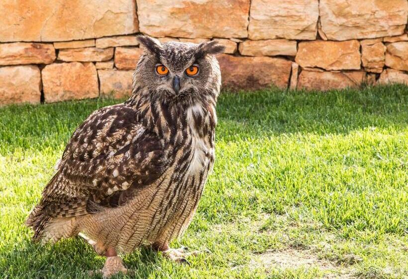 تختخواب و صبحانه Estrela   Trullo Benessere Nel Centro Storico Di Alberobello