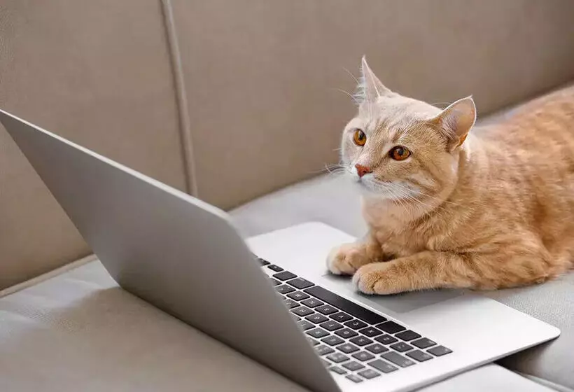 Apartamentos Font Nova 3000