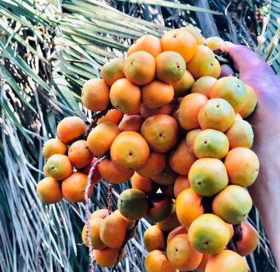 پانسیون орхидея