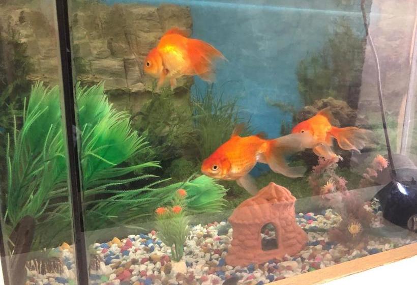 پانسیون орхидея