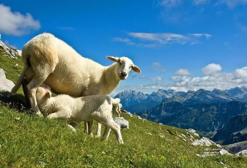 هتل Tourist Farm Kranjc