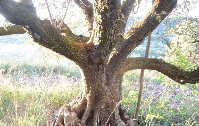 فندق Eco Domaine Pontet Fronzele Mobil Home