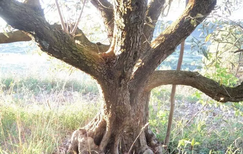 Hotelli Eco Domaine Pontet Fronzele Mobil Home