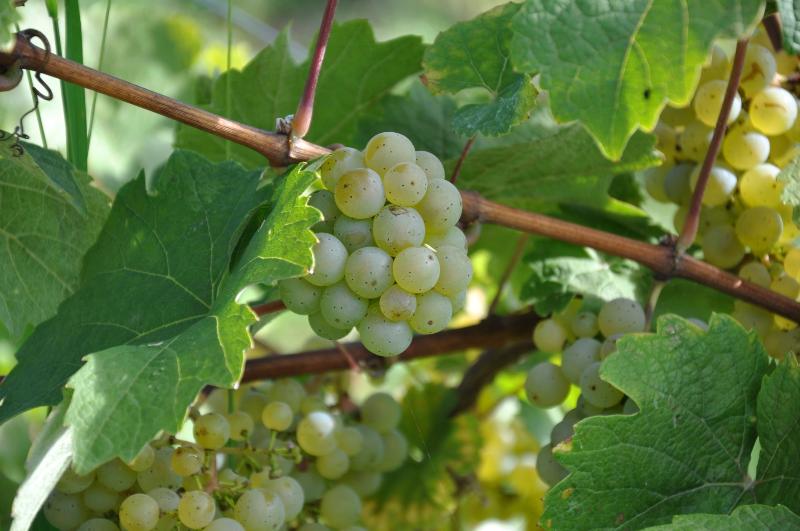 Weinhotel Ayler Kupp