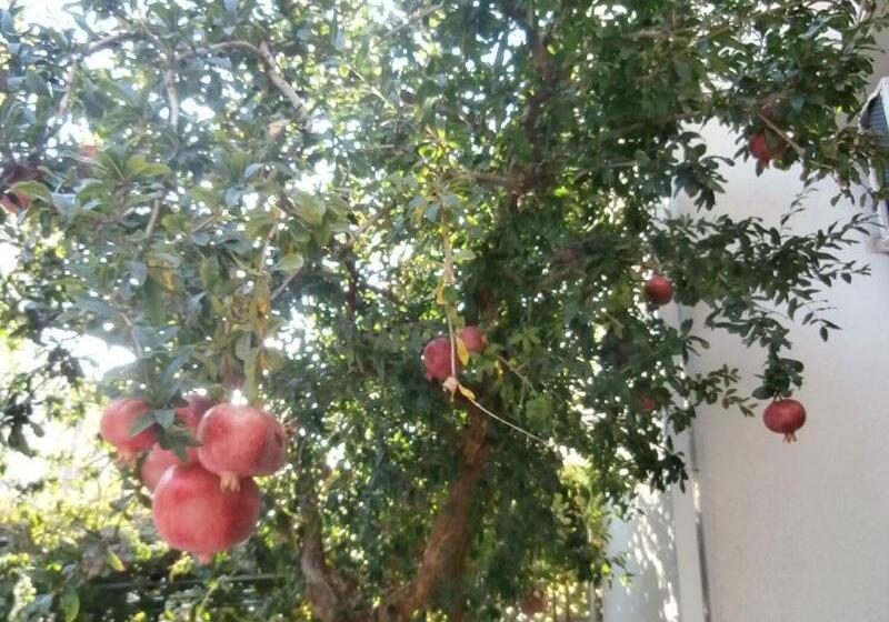 بنسيون Apartments Song