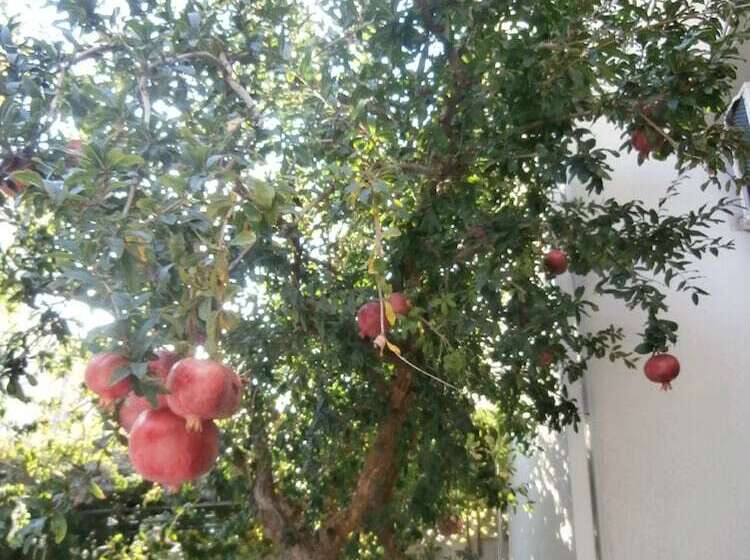 بنسيون Apartments Song