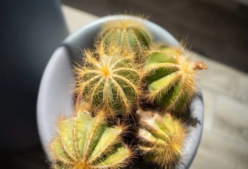 Coral Ocean View - Adults Only