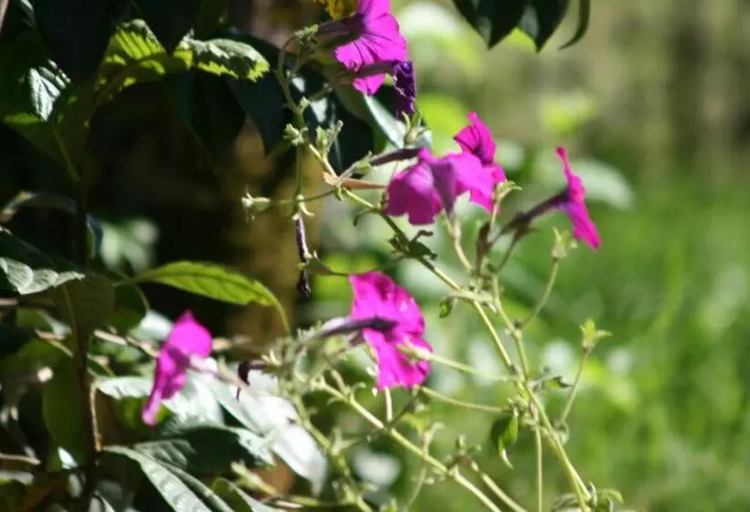 پانسیون Villa Gelati