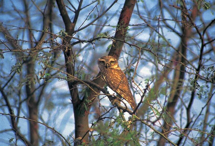 فندق The Oberoi Vanyavilas Wildlife Resort, Ranthambhore