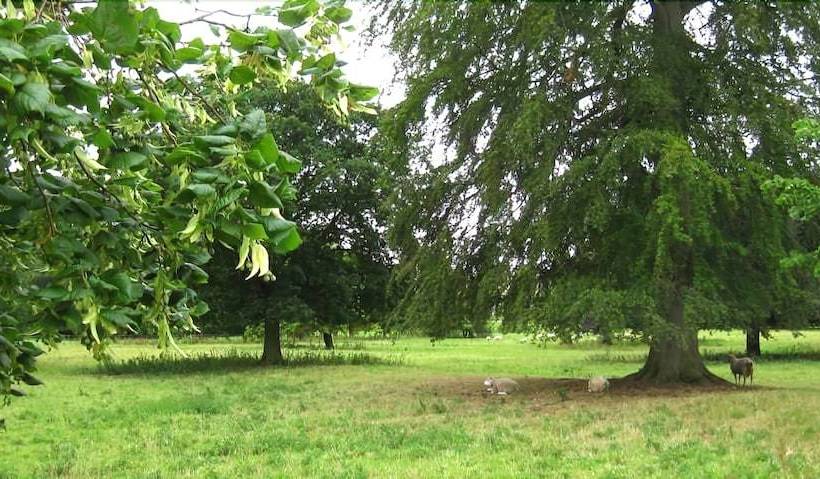 مبيت وإفطار Apple Tree Cottages