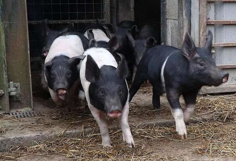 Blaencwm Bed And Breakfast