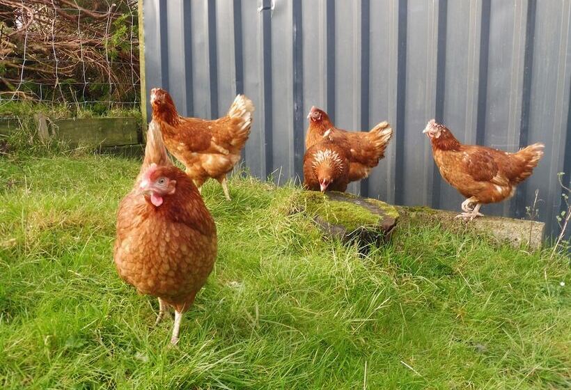 Blaencwm Bed And Breakfast