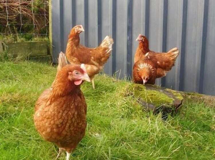 Blaencwm Bed And Breakfast