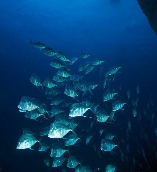 فندق Puerto Lobos Dive Camp