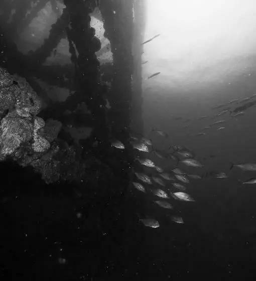 Hotelli Puerto Lobos Dive Camp