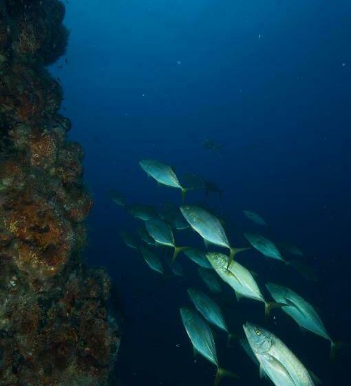 فندق Puerto Lobos Dive Camp