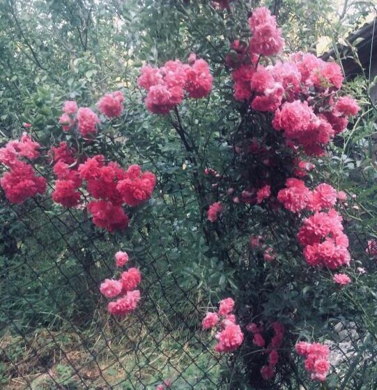 بنسيون Anna B&b