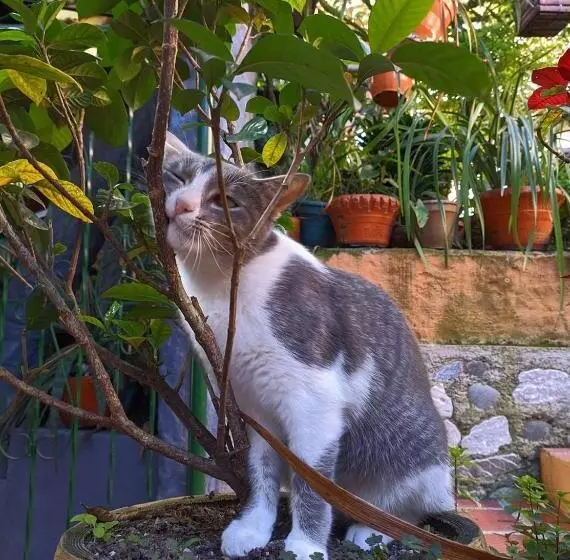 Majatalo Hospedaje El Jardín