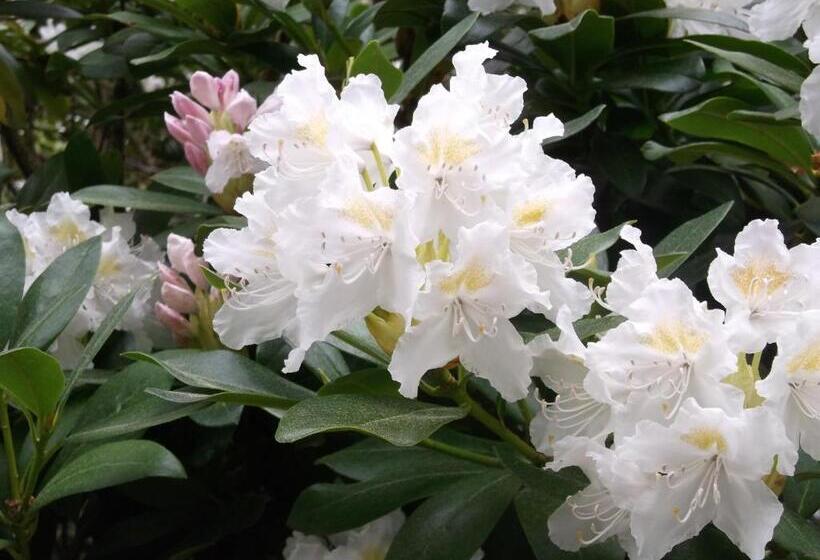 ペンション Kurheim Haus Linde