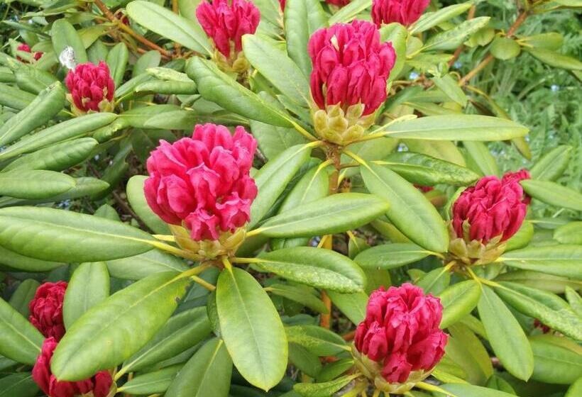 ペンション Kurheim Haus Linde