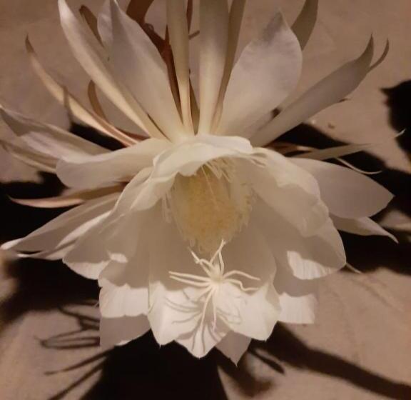 פנסיון Ning Ning Guesthouse