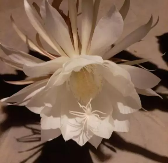 ペンション Ning Ning Guesthouse