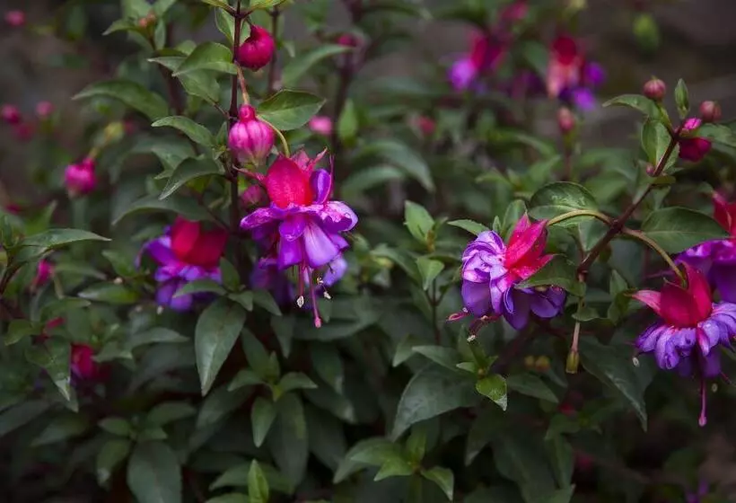 هتل روستایی Casona De La Paca