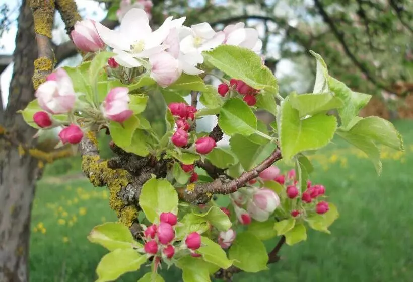 Retkeilymaja Gasthof Zur Linde