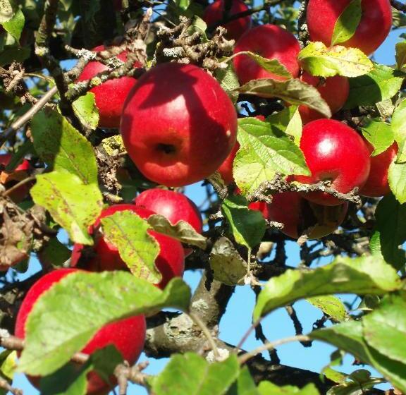 Общежитие Gasthof Zur Linde