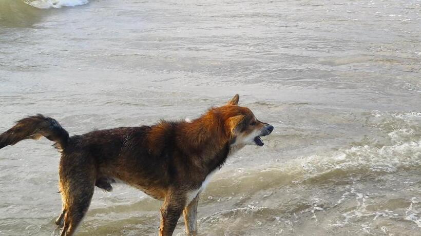 مبيت وإفطار Funky Art Beach House