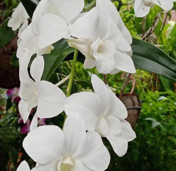 Pension (Hôtel basse catégorie) Anouxa Riverview Guesthouse