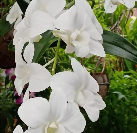 پانسیون Anouxa Riverview Guesthouse