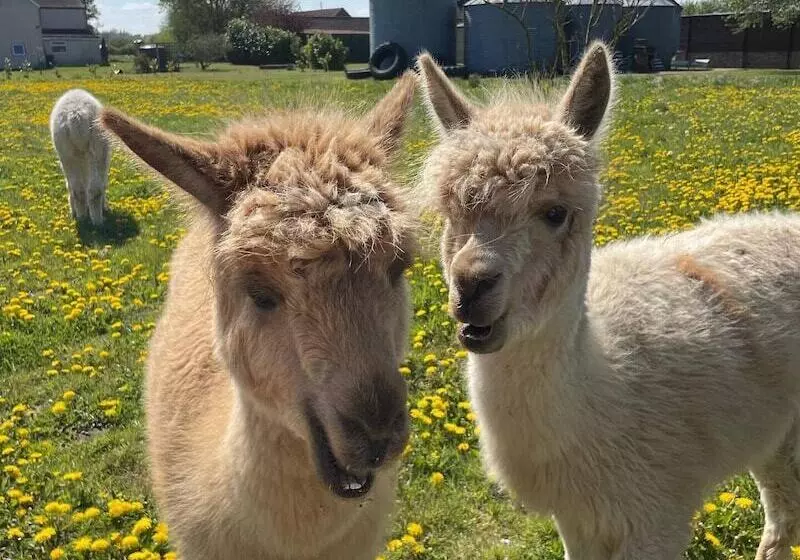 Setcops Farm Holiday Cottages