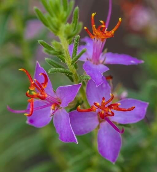 Art Hotel Cristal De Igatu