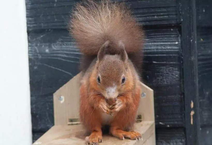 ベッドアンドブレックファースト Dunchraigaig House