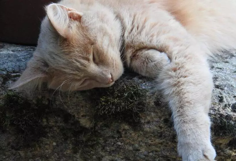 Aamiaismajoitus (B&B) La Blanchisserie