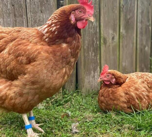 민박 Meerkat Manor