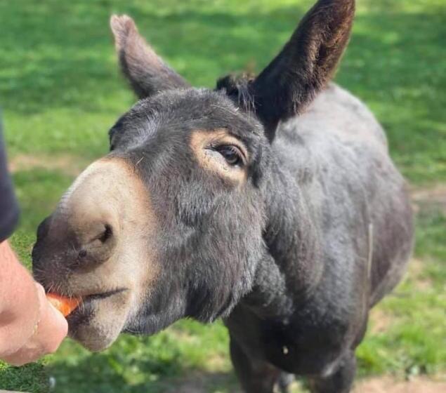 민박 Meerkat Manor