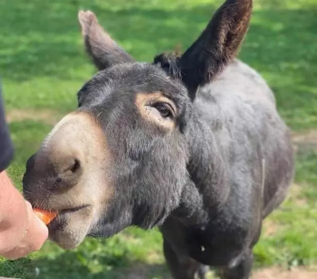 Aamiaismajoitus (B&B) Meerkat Manor