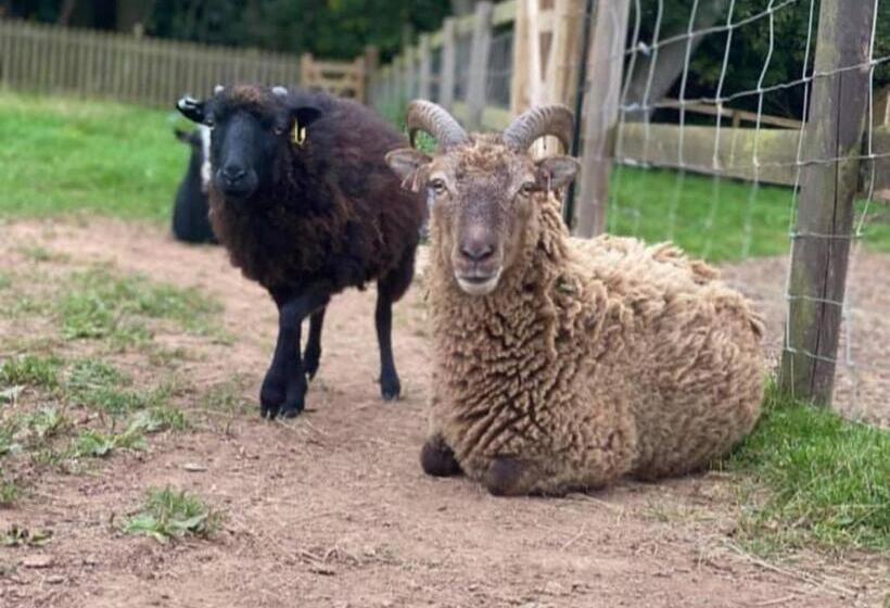 민박 Meerkat Manor