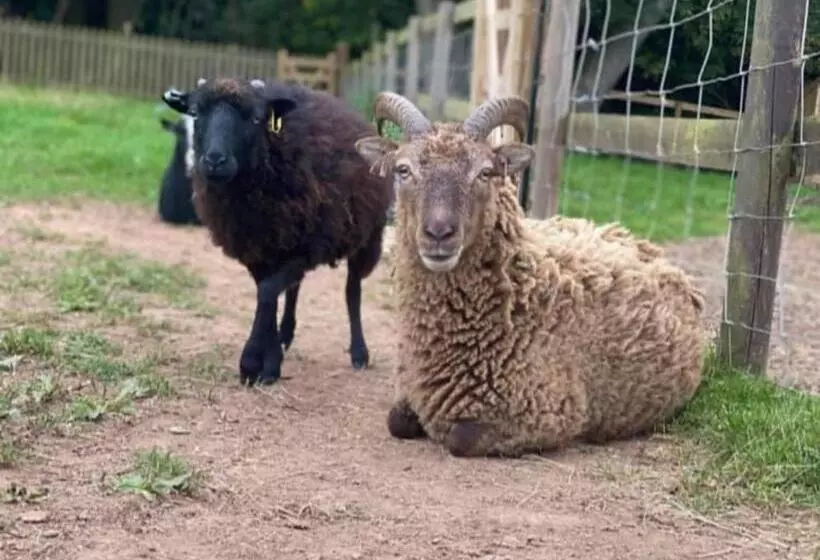 Aamiaismajoitus (B&B) Meerkat Manor