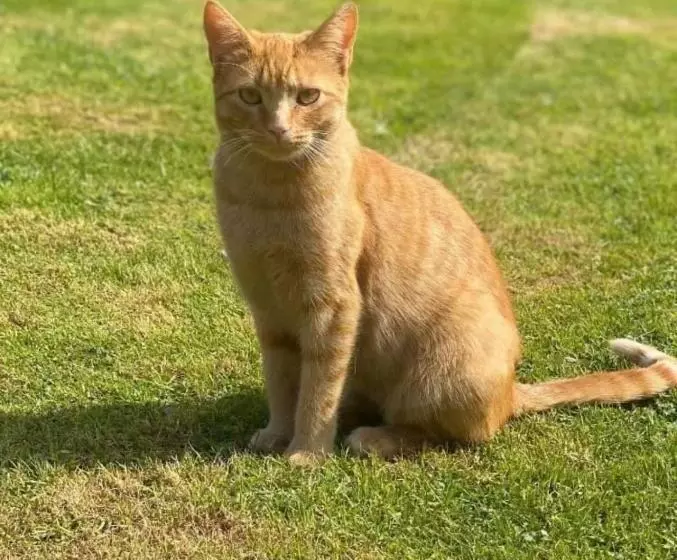 Aamiaismajoitus (B&B) Meerkat Manor